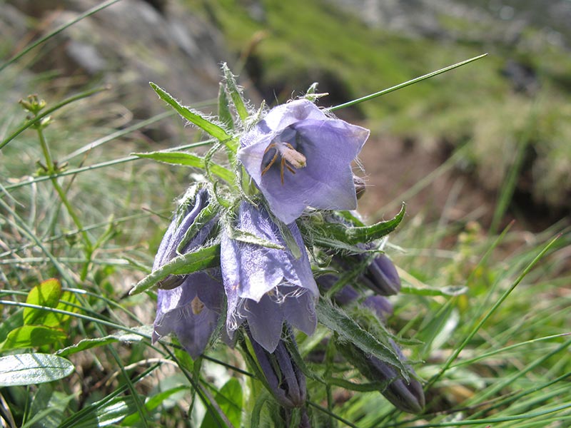 Bärtige Glockenblumen